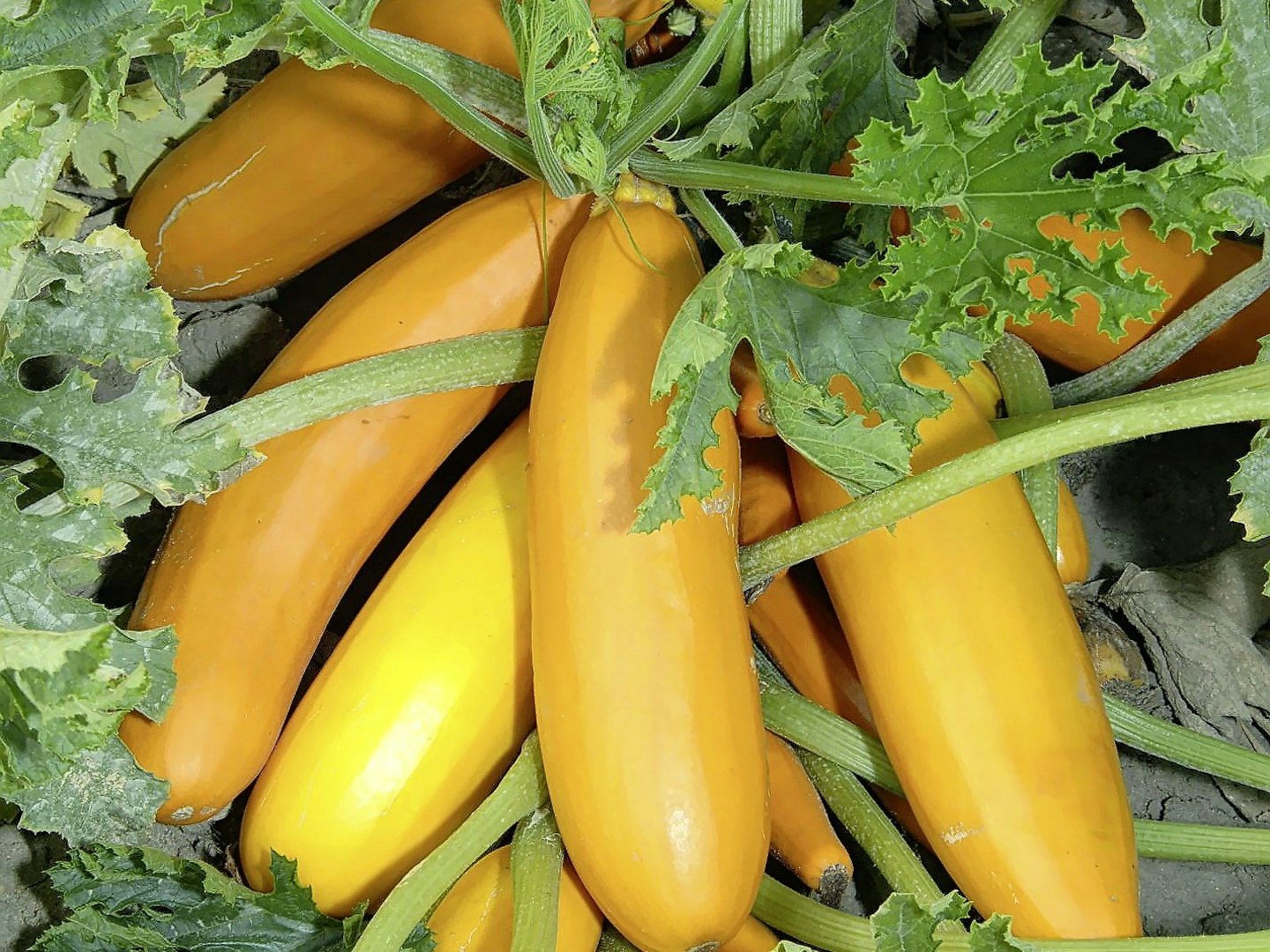 Atena Polka Courgette