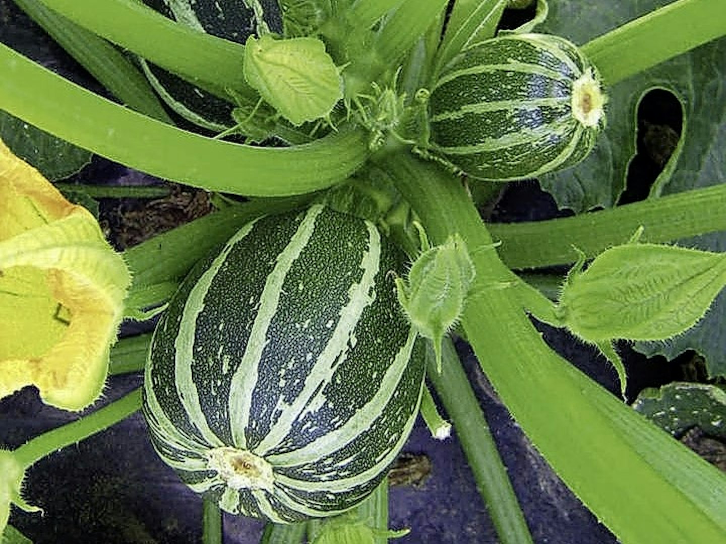 Piccolo Courgette