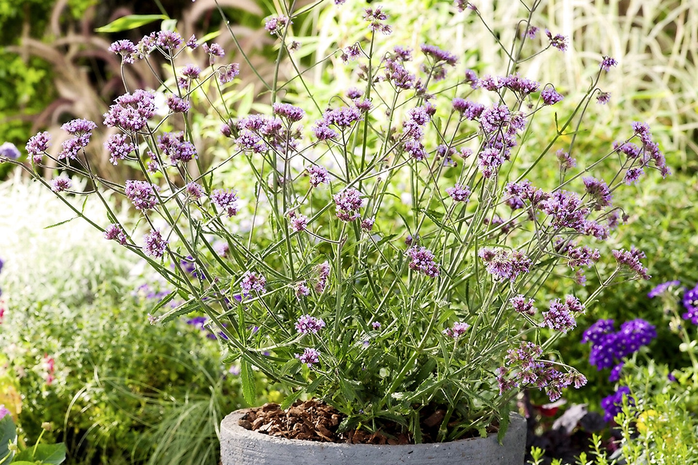 Verbena bonariensis Lollipop looks great potted