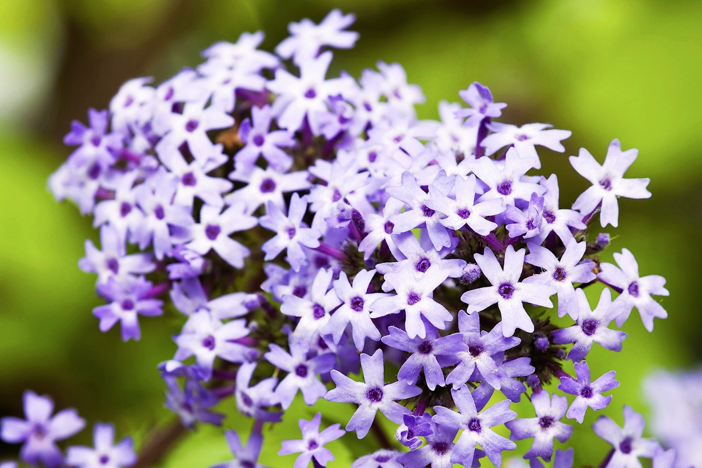 Verbena corymbosa is a great variety to try