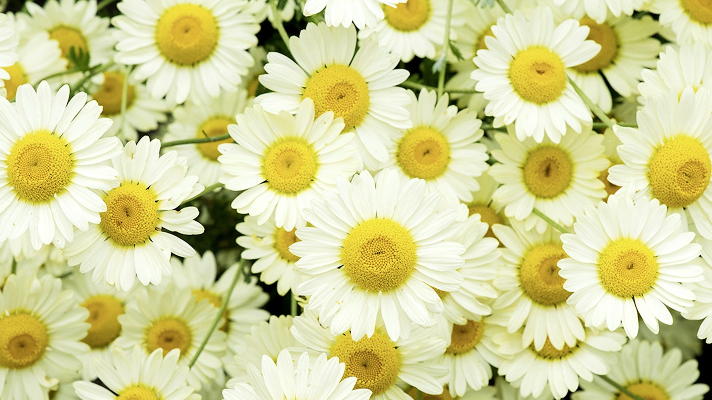The white and gold of Anthemis E.C. Buxton