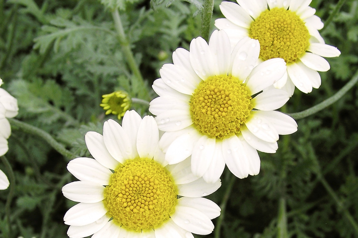 Anthemis Susanna Mitchel with large, golden centres