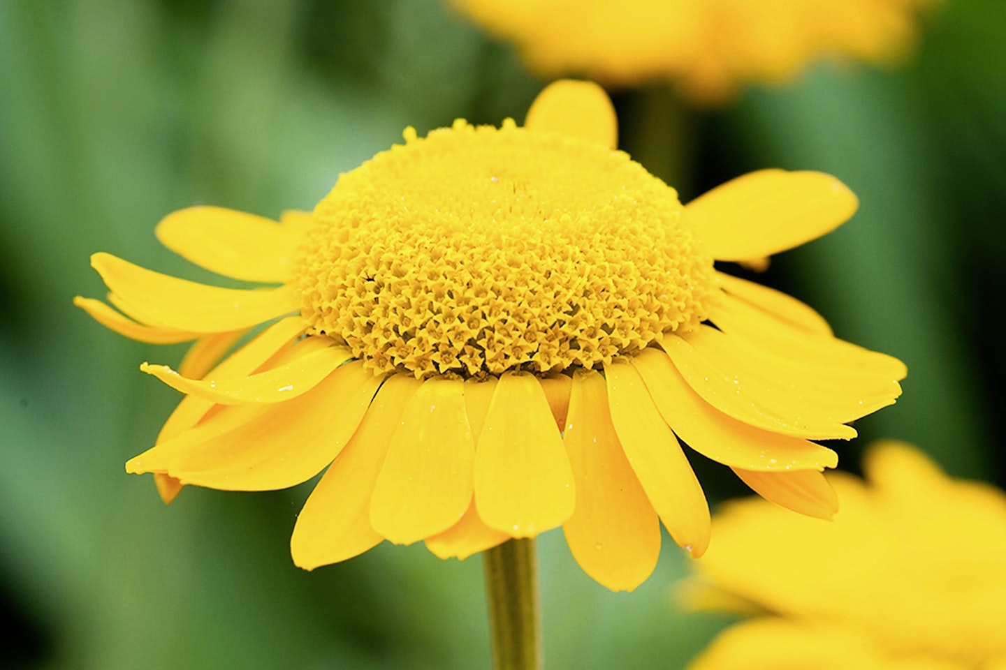 The orangey bloom of Anthemis Sancti-Johannis