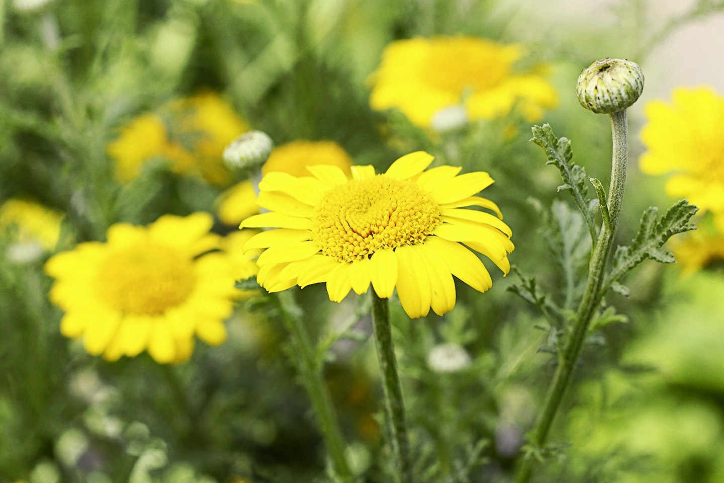 Yellow glow of Anthemis Kelwayi