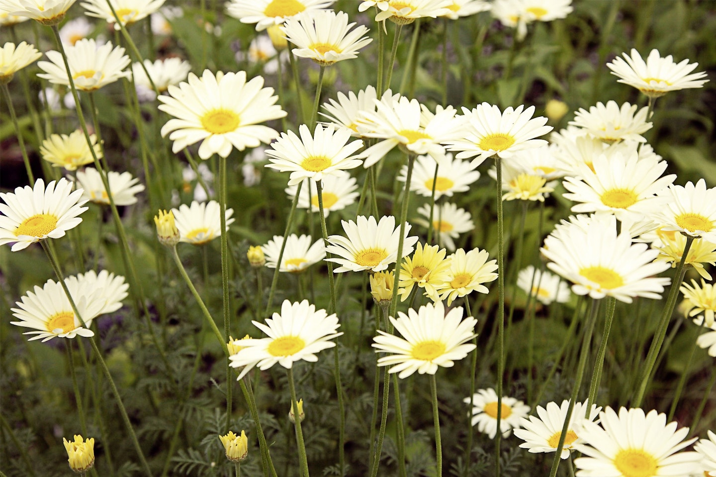 Creamy petals for Anthemis Wargraves Variety