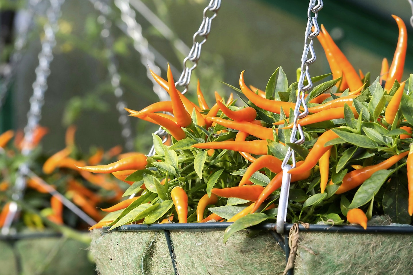 Sweet pepper 'Sweet Sunshine' growing in a hanging basket