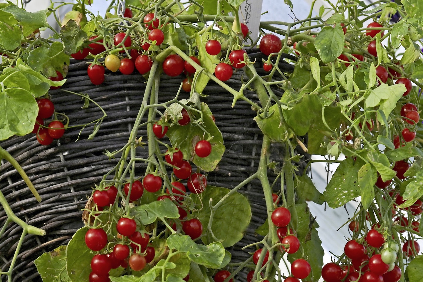 'Hundreds and Thousands' tomatoes growing in a hanging basket