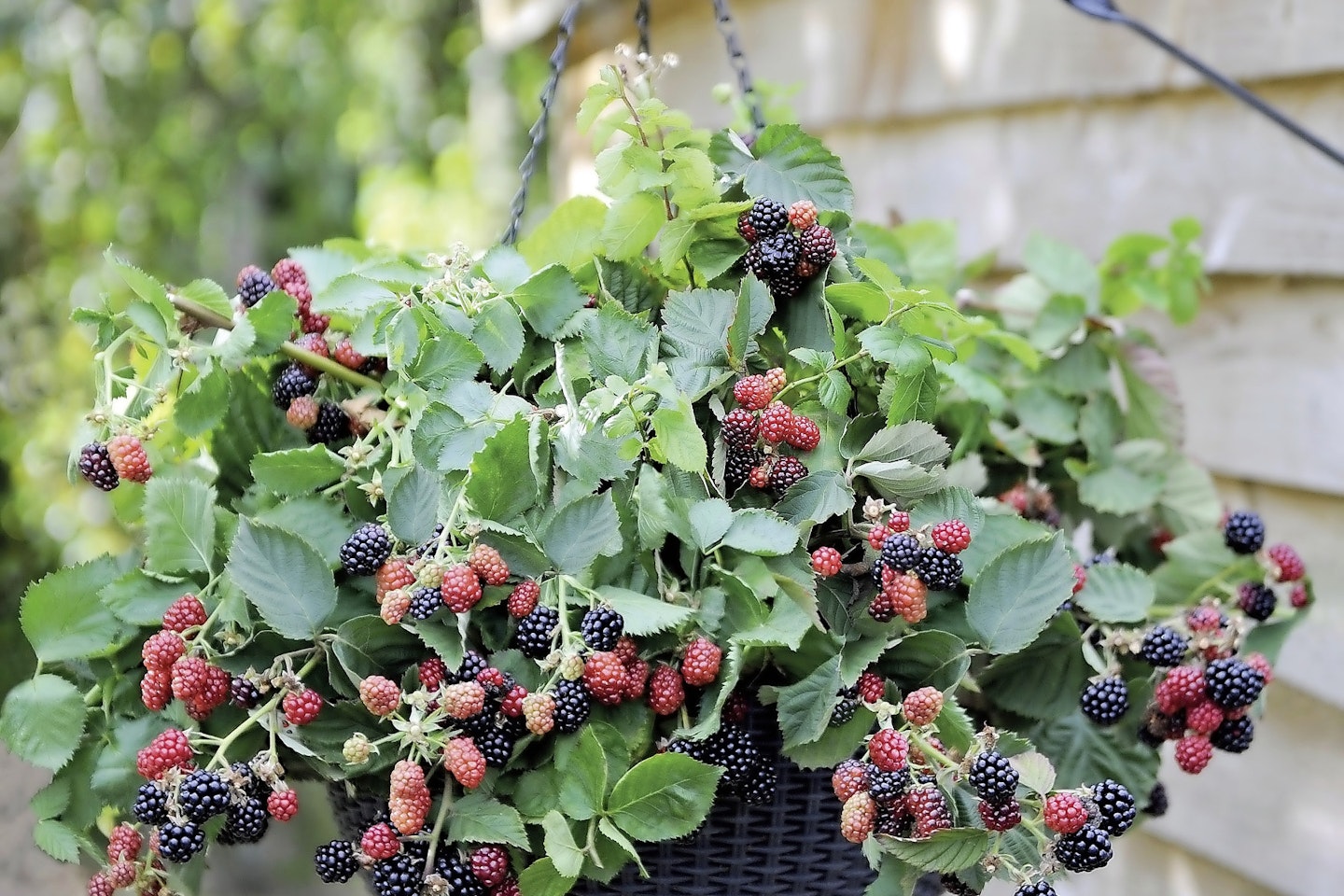 Blackberry 'Black Cascade' growing in a hanging basket