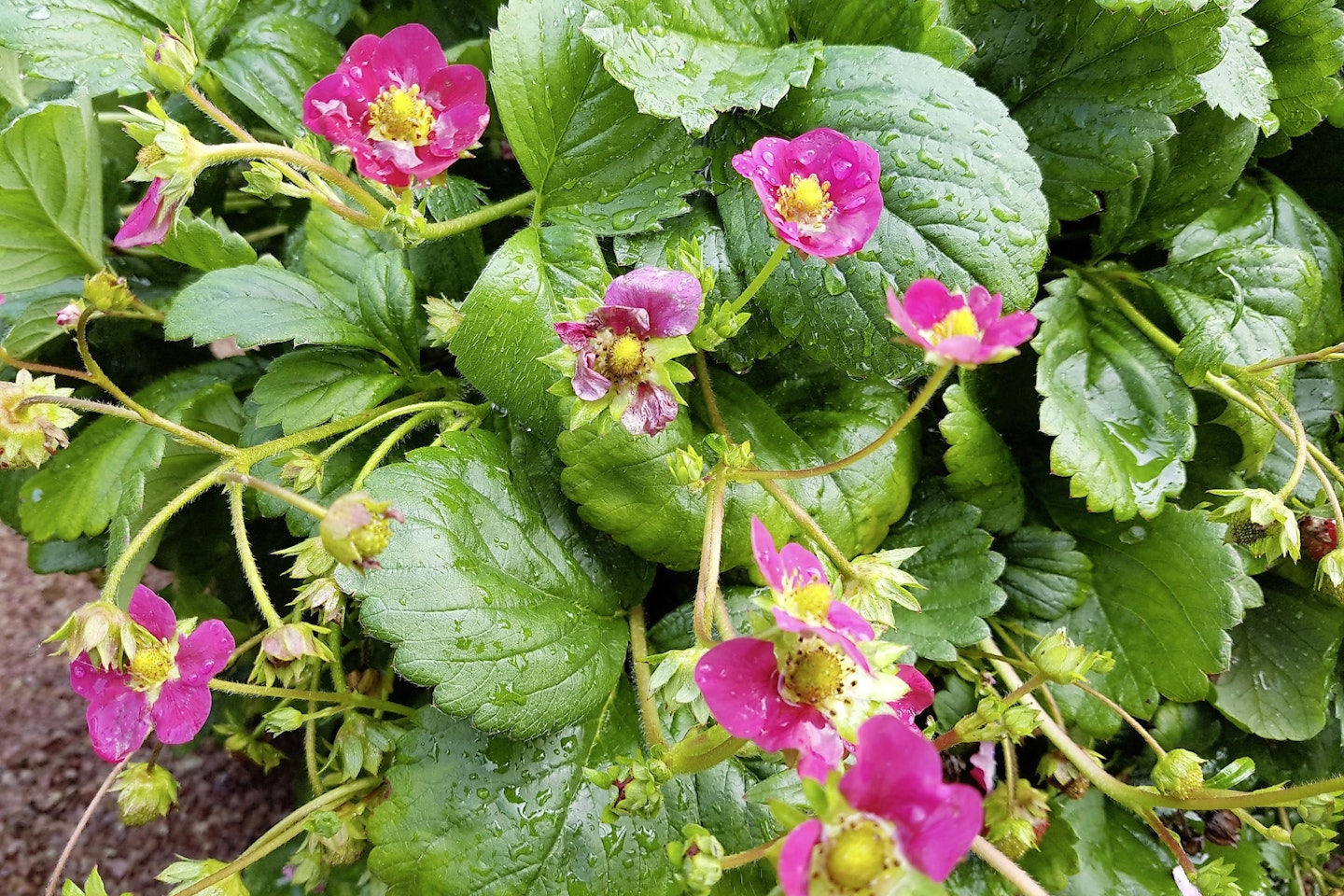 Strawberry 'Toscana' growing in a hanging basket