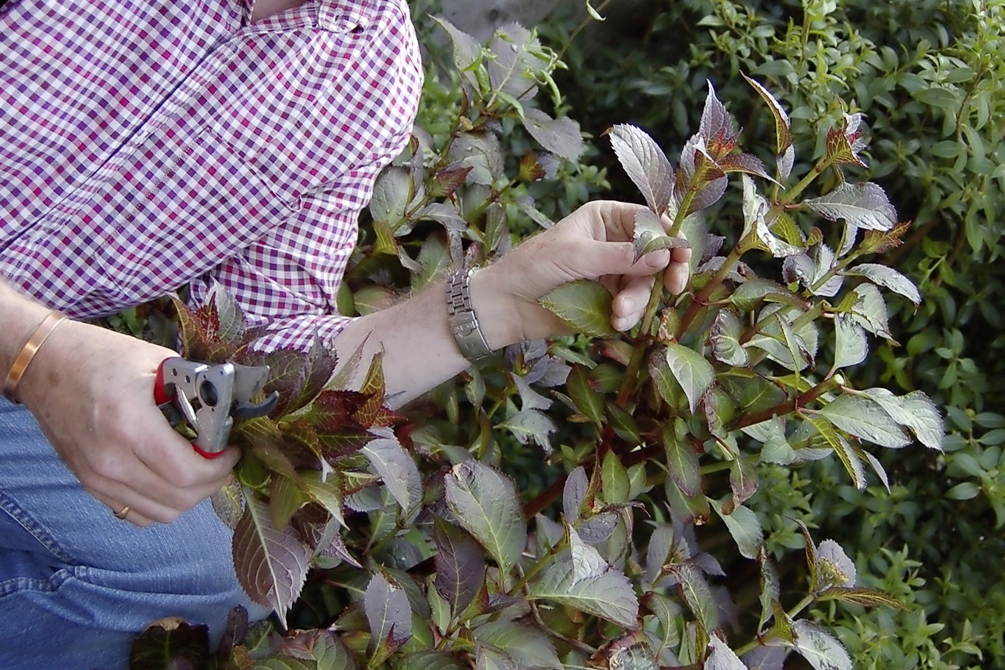Taking cuttings from a hydrangea