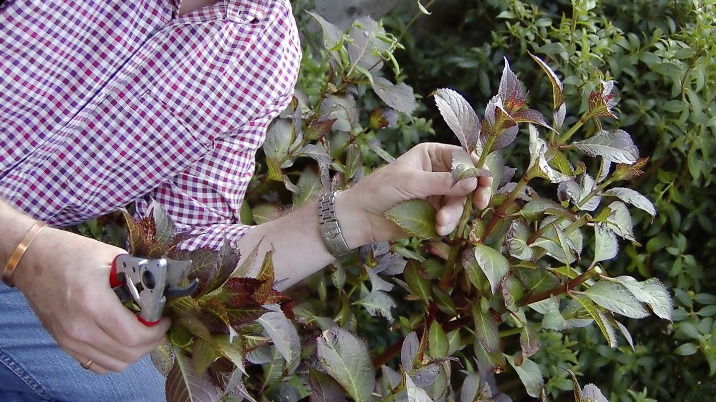 Taking cuttings from a hydrangea