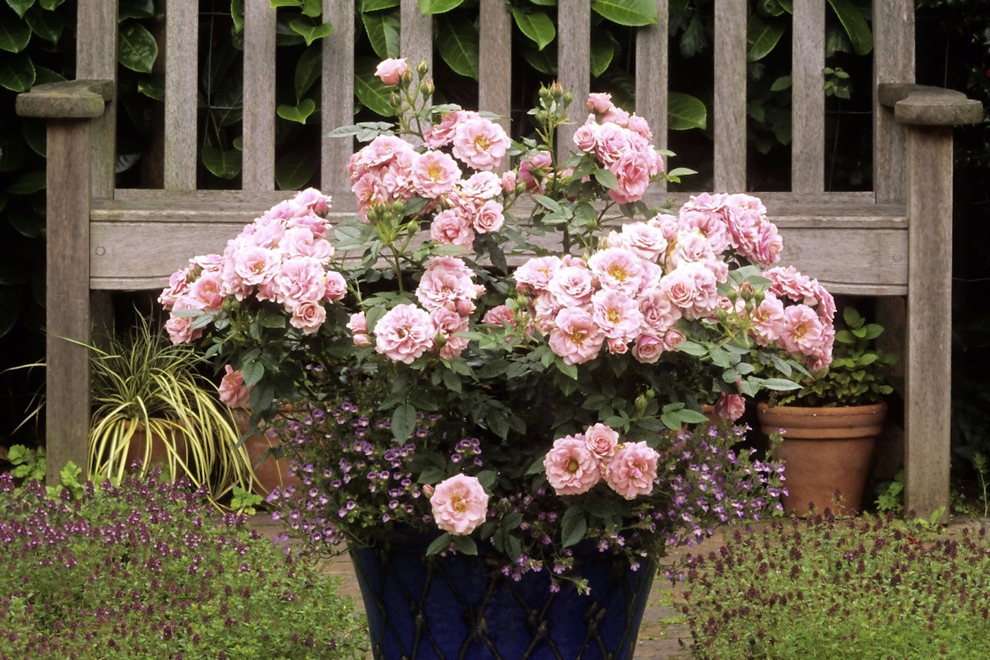 Rose Pretty Polly makes for an excellent potted perennial