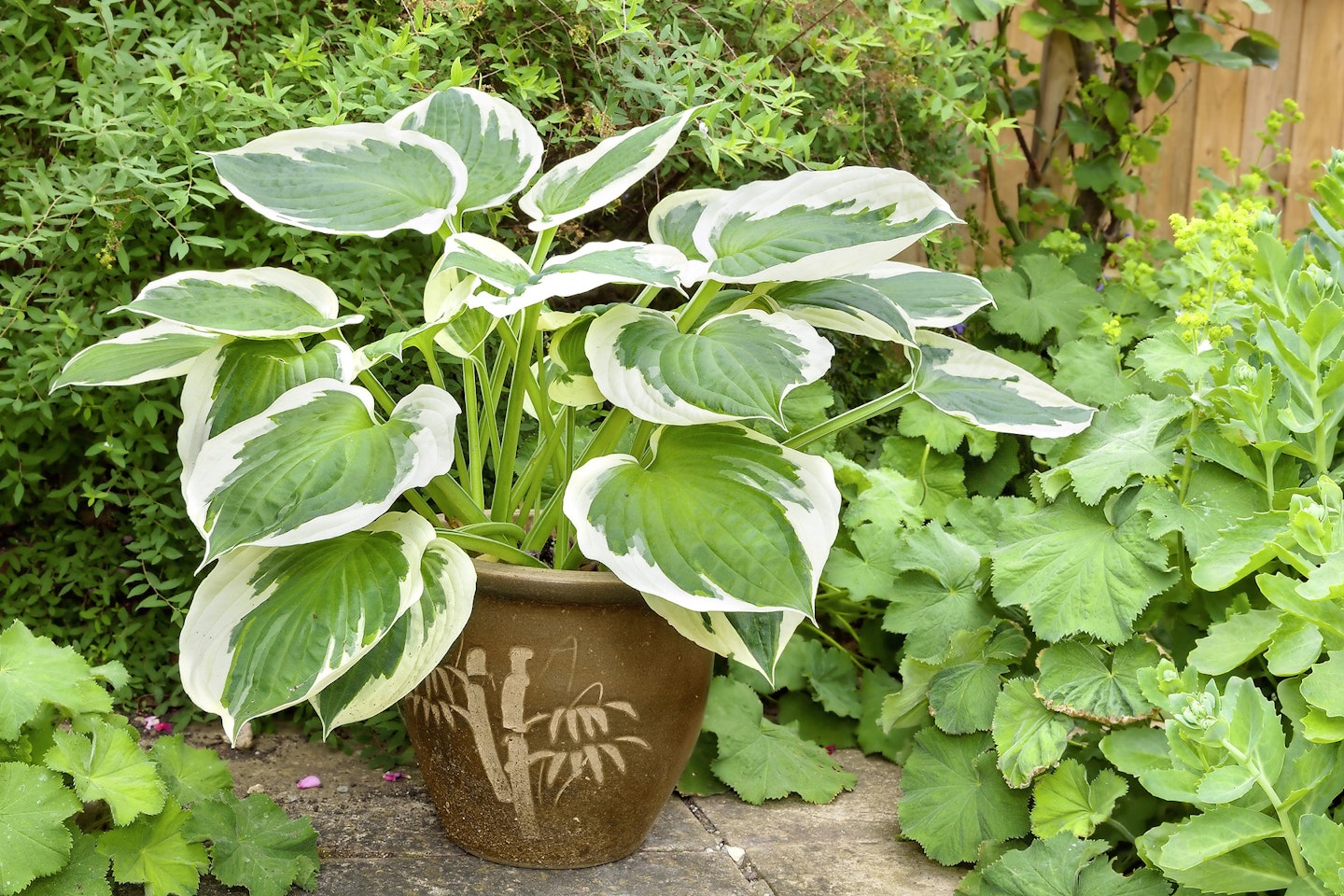 Hostas make for excellent potted perennials