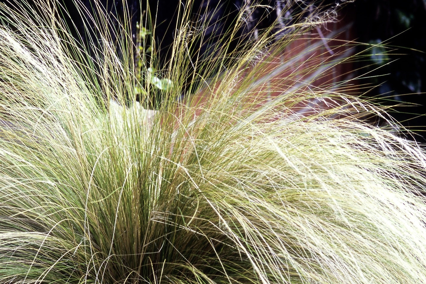 Pheasants Tail Grass makes for an excellent potted perennial