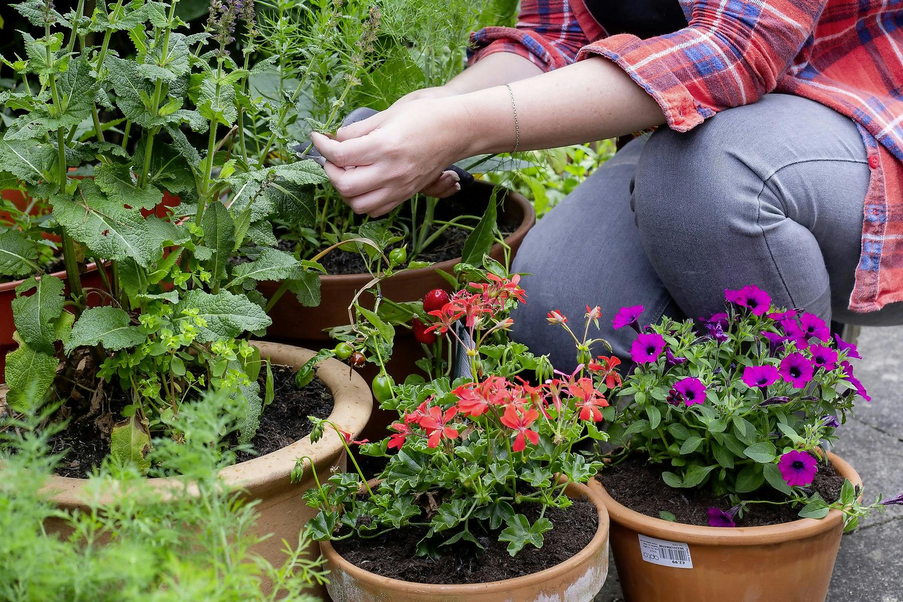 How To Trim Plants To Get More Blooms channel_name