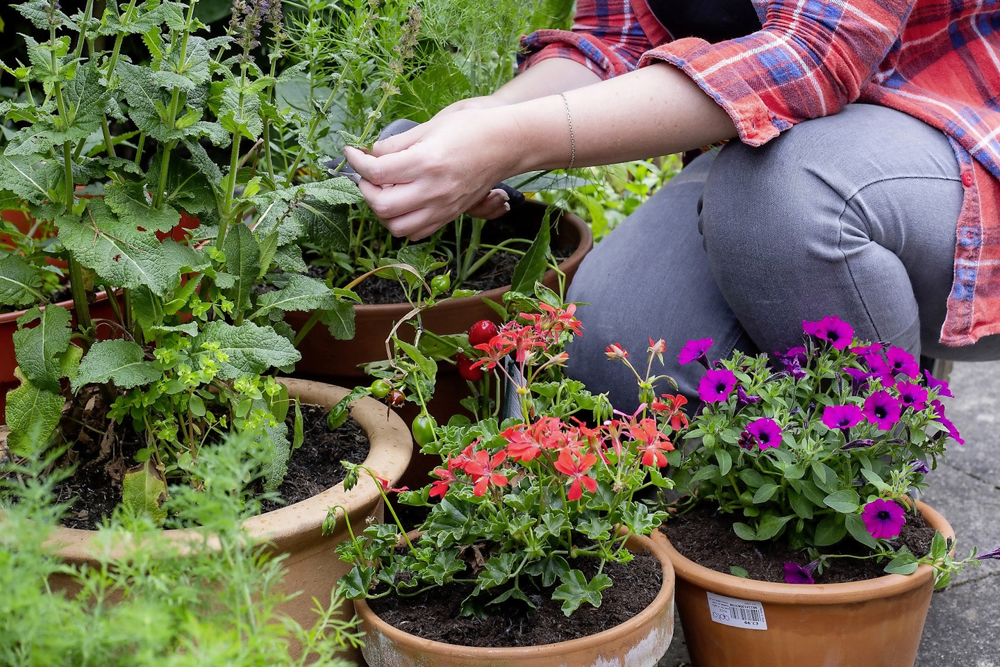 Trimming plants the correct way will ensure a second wave of flowers