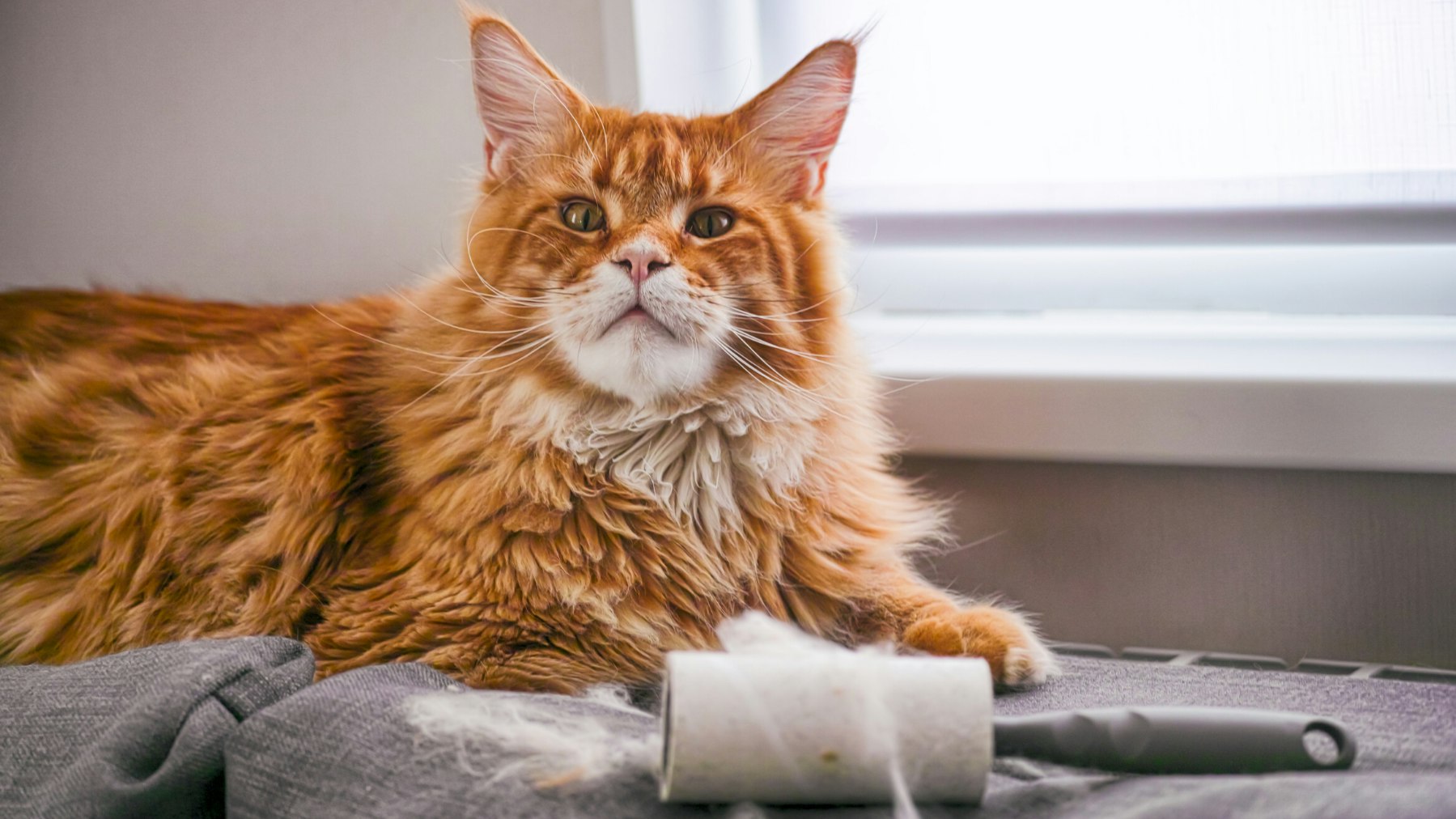 Best pet on sale hair remover brush