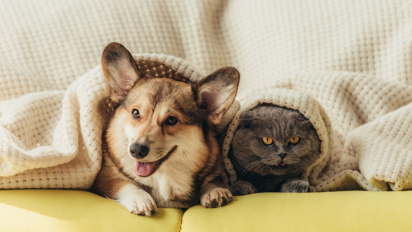 Best dog discount hair removal brush