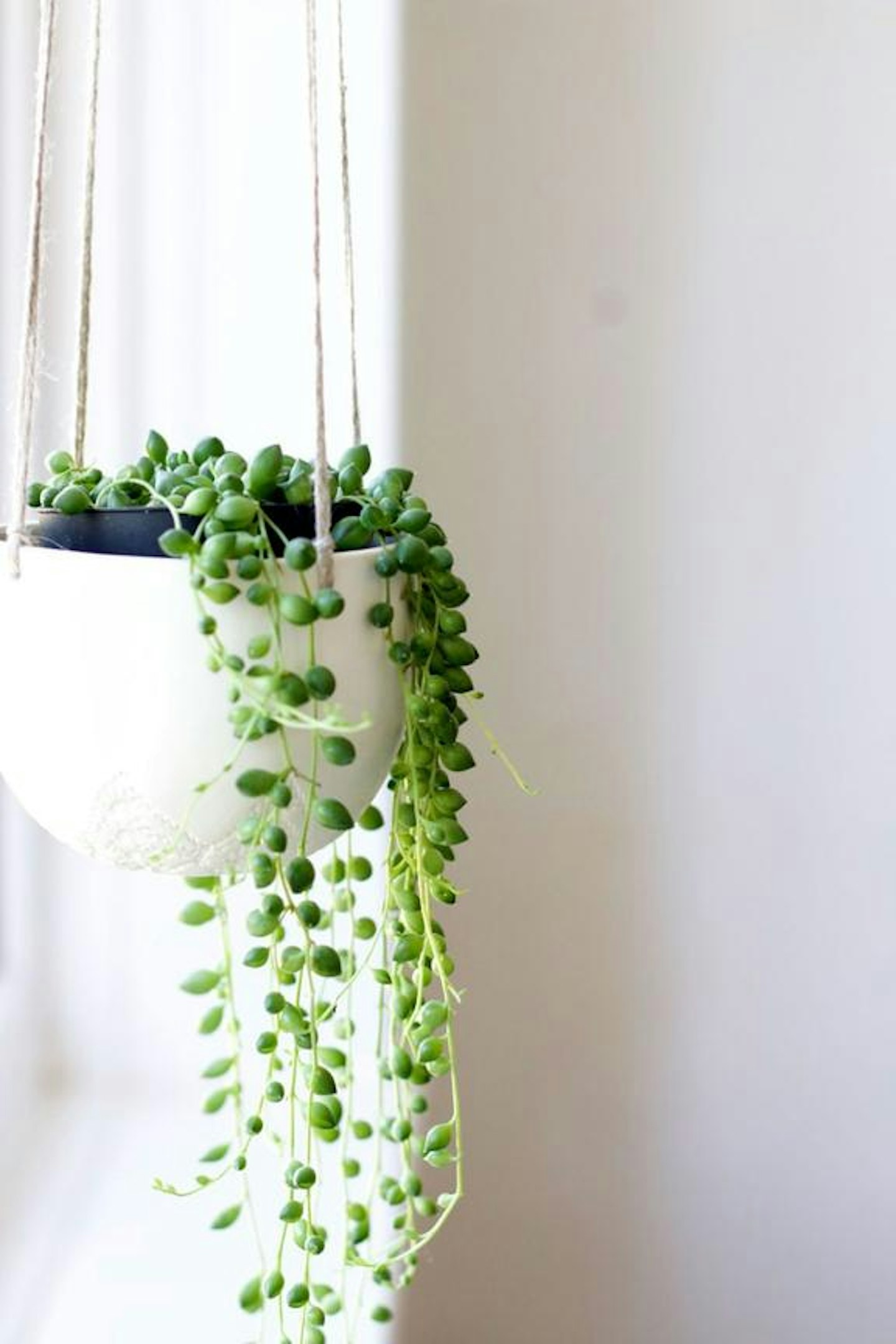 Feather & Nest, String of Pearls Trailing Plant, £18