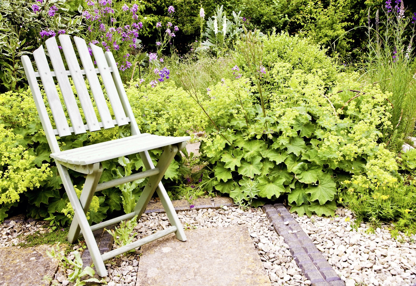 Alchemilla mollis   