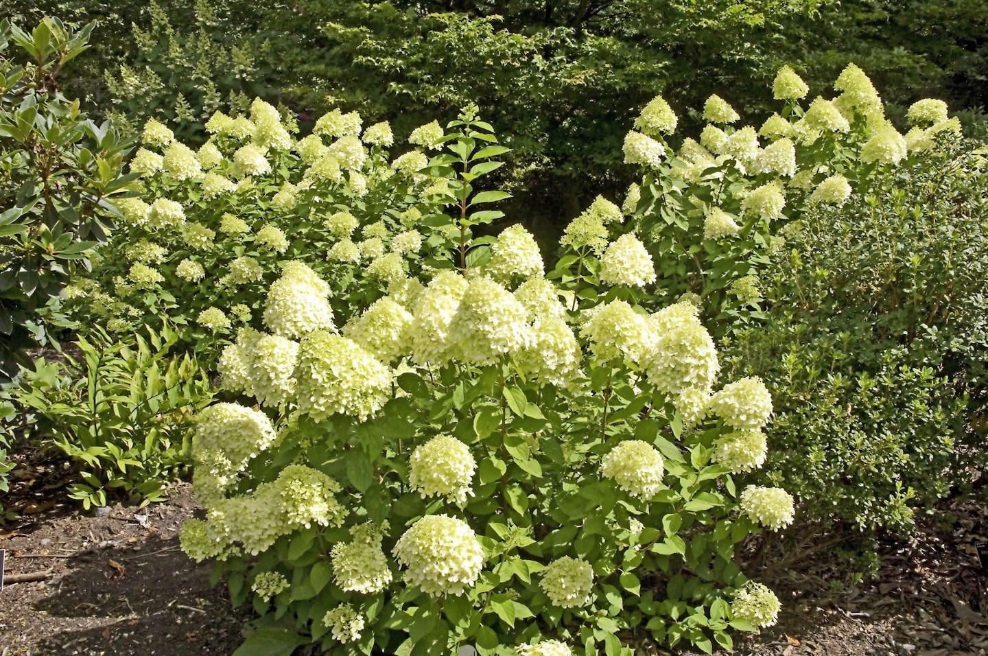 Hydrangea paniculata ‘Limelight’