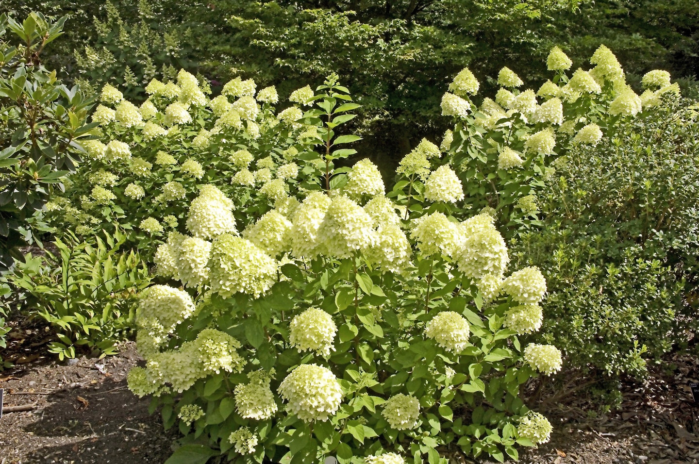 Hydrangea paniculata ‘Limelight’ 