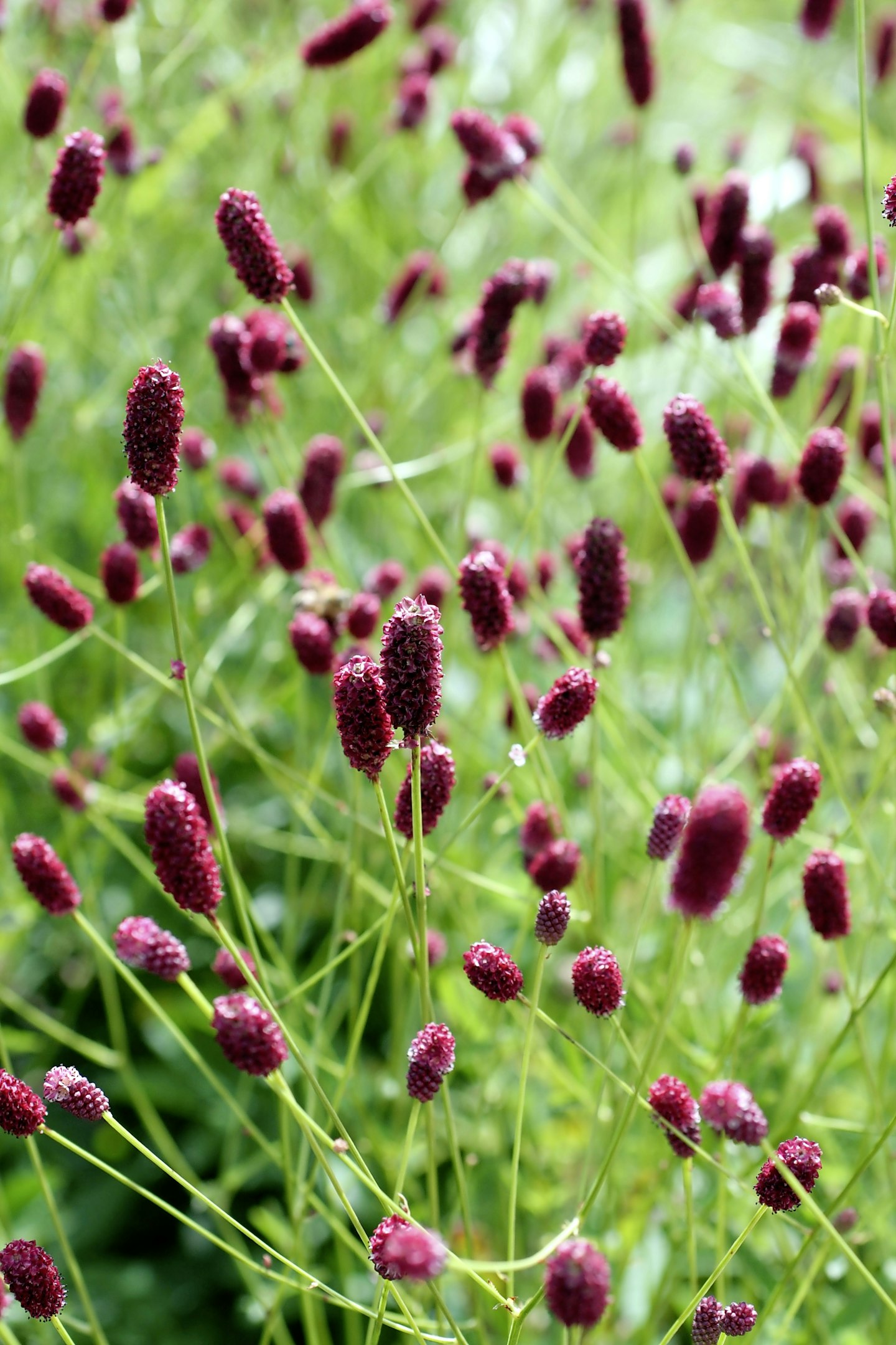 Sanguisorba ‘Red Thunder’ 