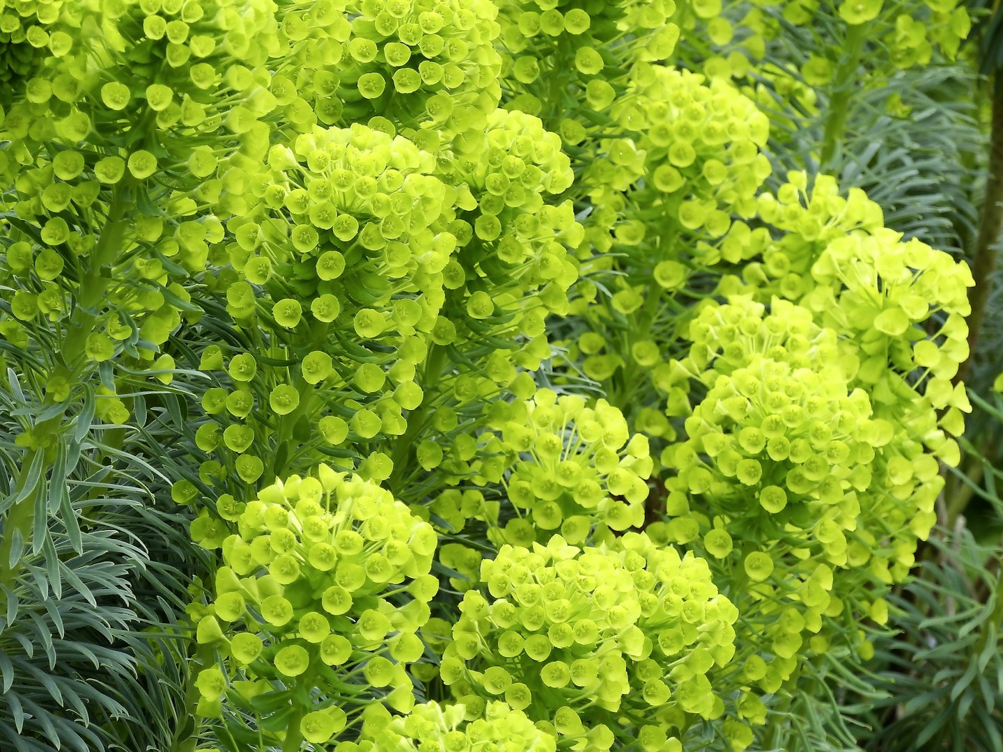 Euphorbia characias subsp. wulfenii