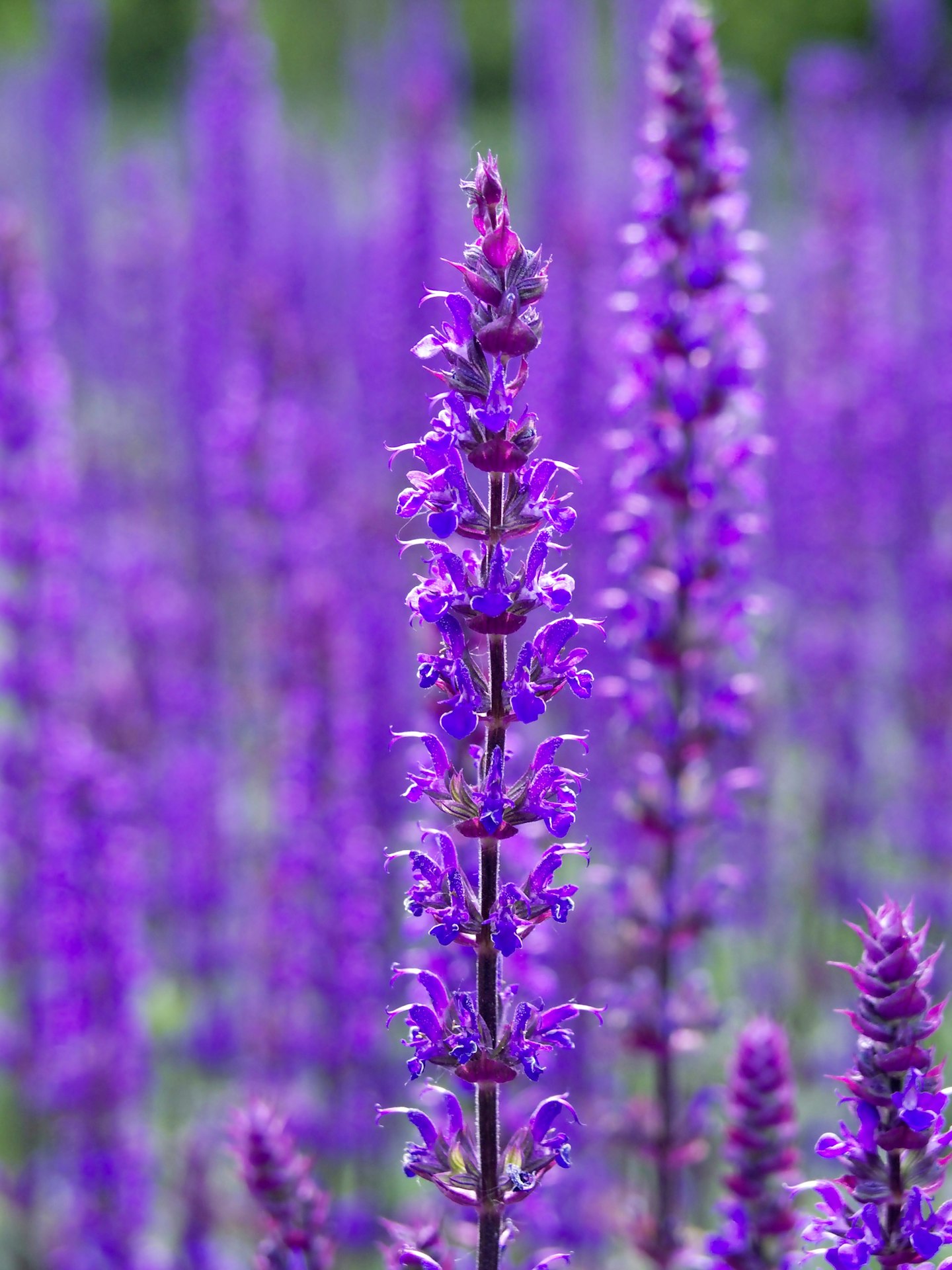 Salvia nemorosa ‘Caradonna' 