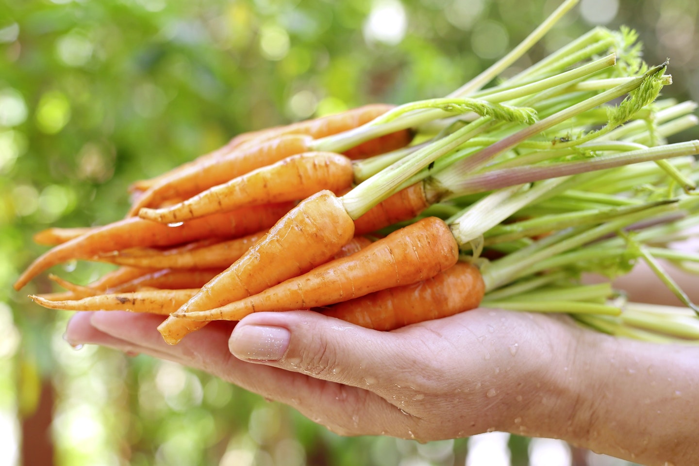 Baby carrots