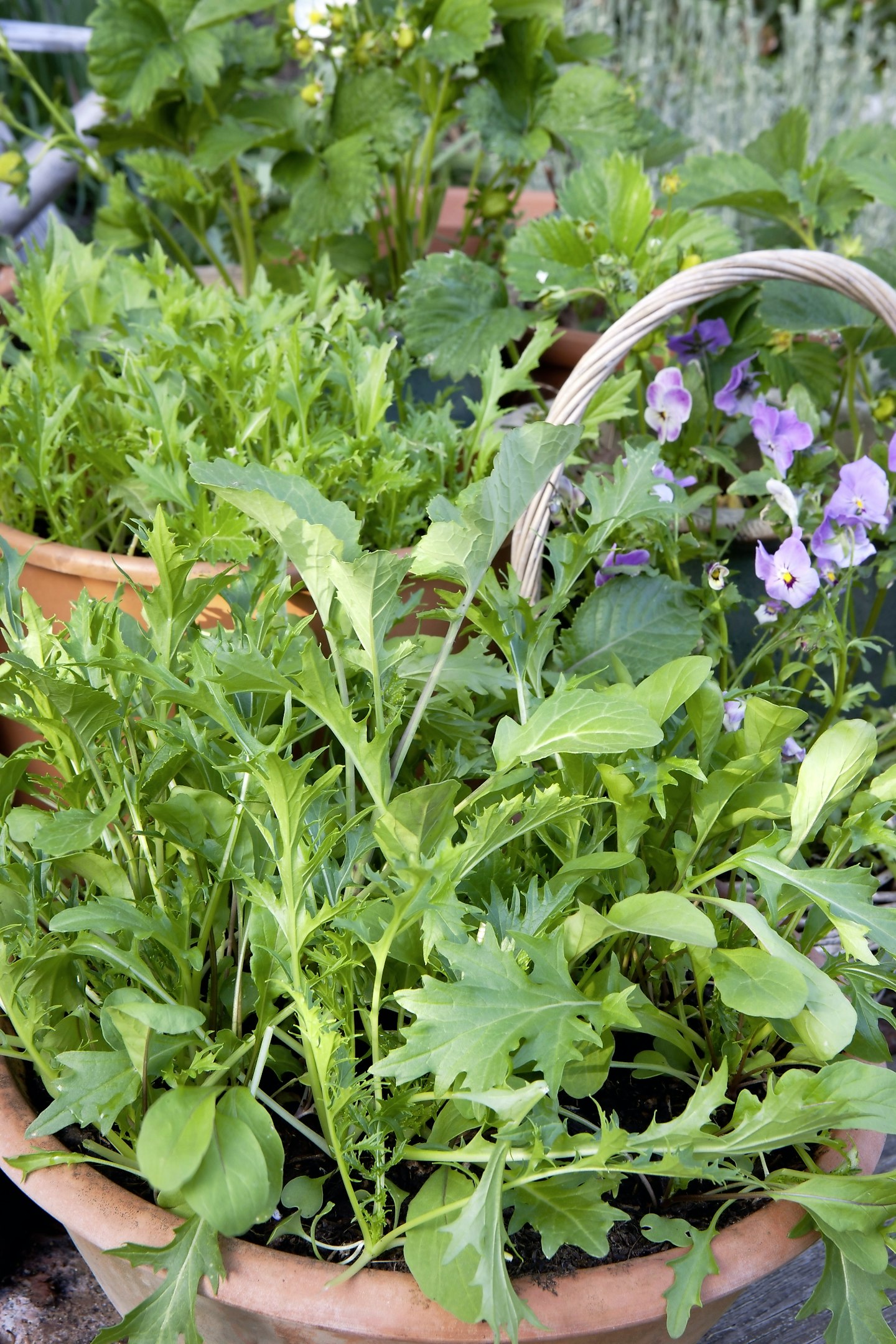 Salad leaves