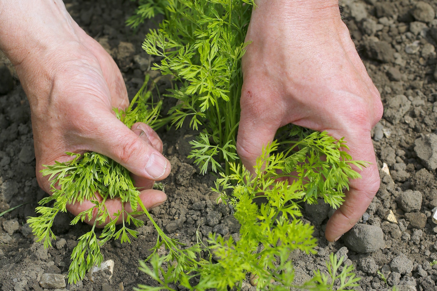 Thinning carrots will guarantee a better crop