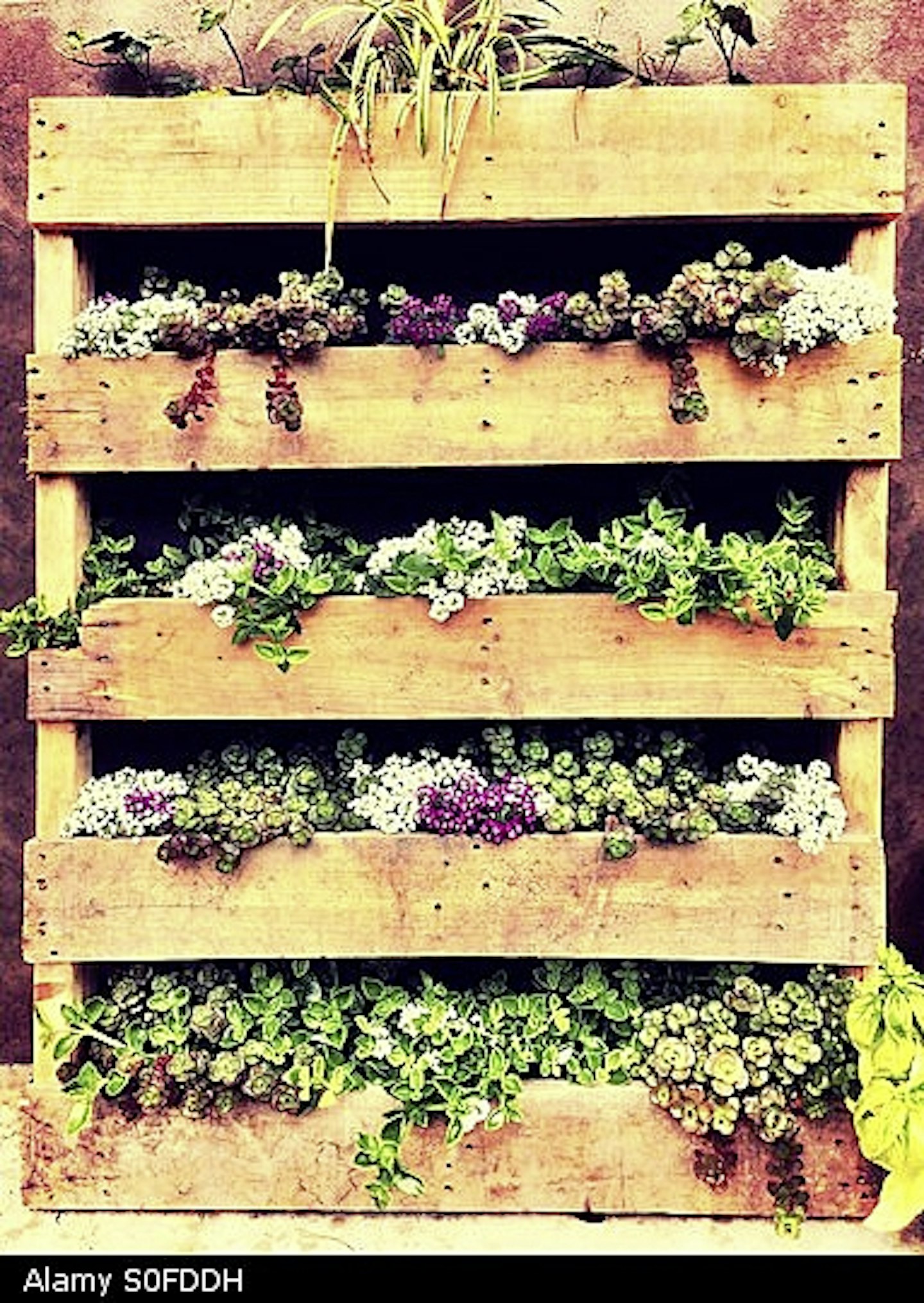 Repurpose pallets for gardens