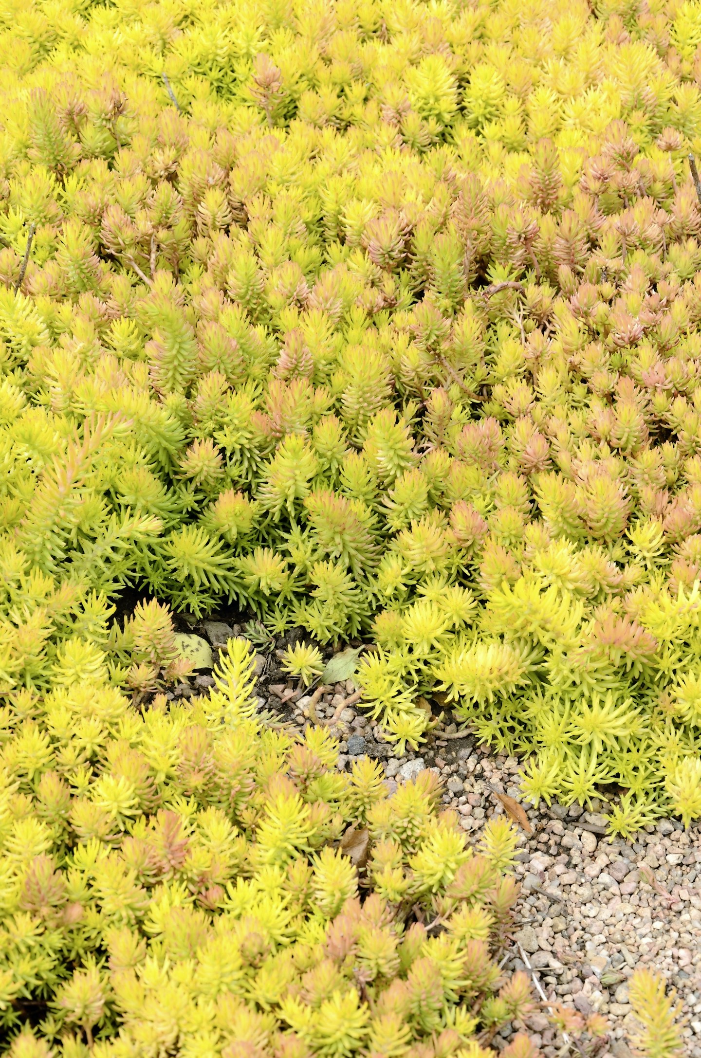 Sedum ‘Angelina’