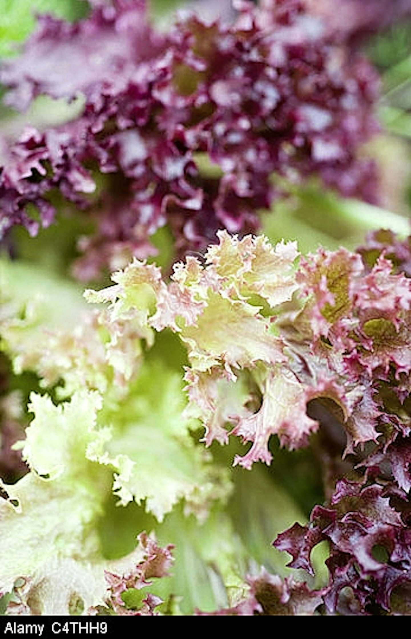 Red lettuce