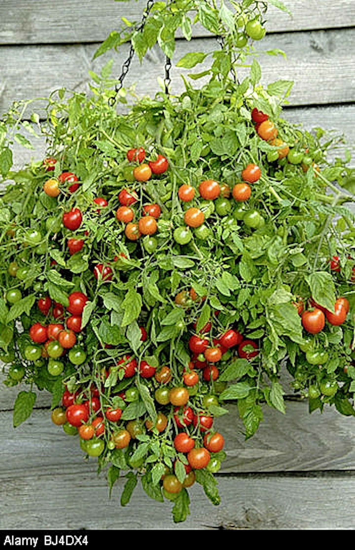Hanging tomatoes