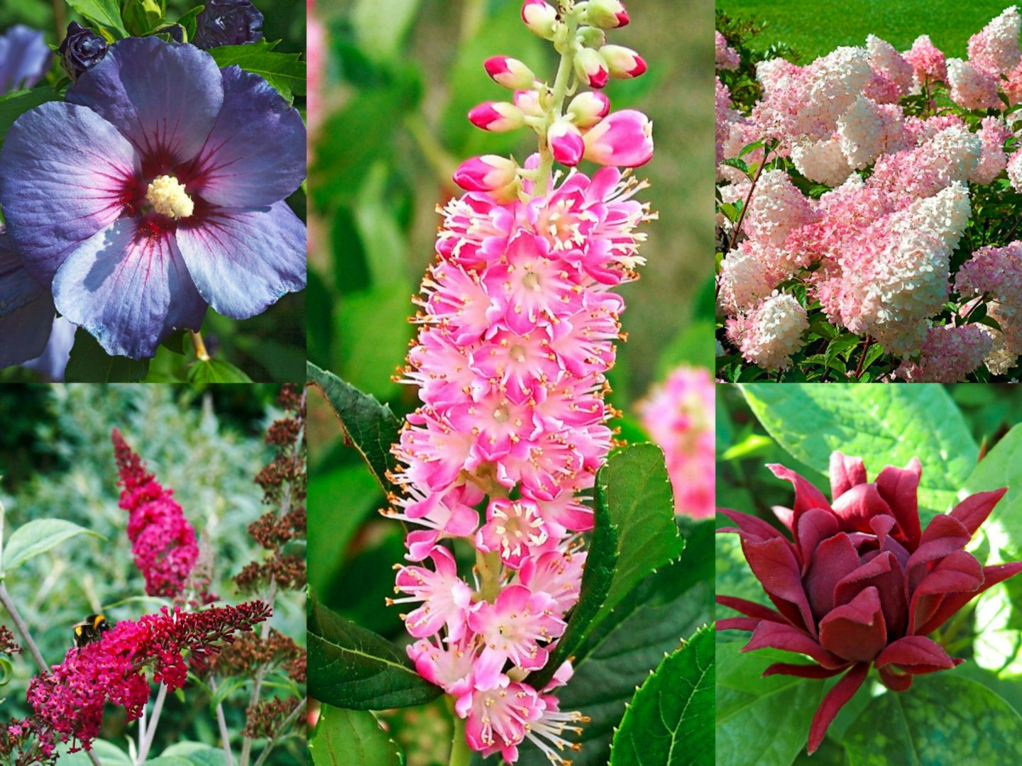 Best Summer-Flowering Shrubs 