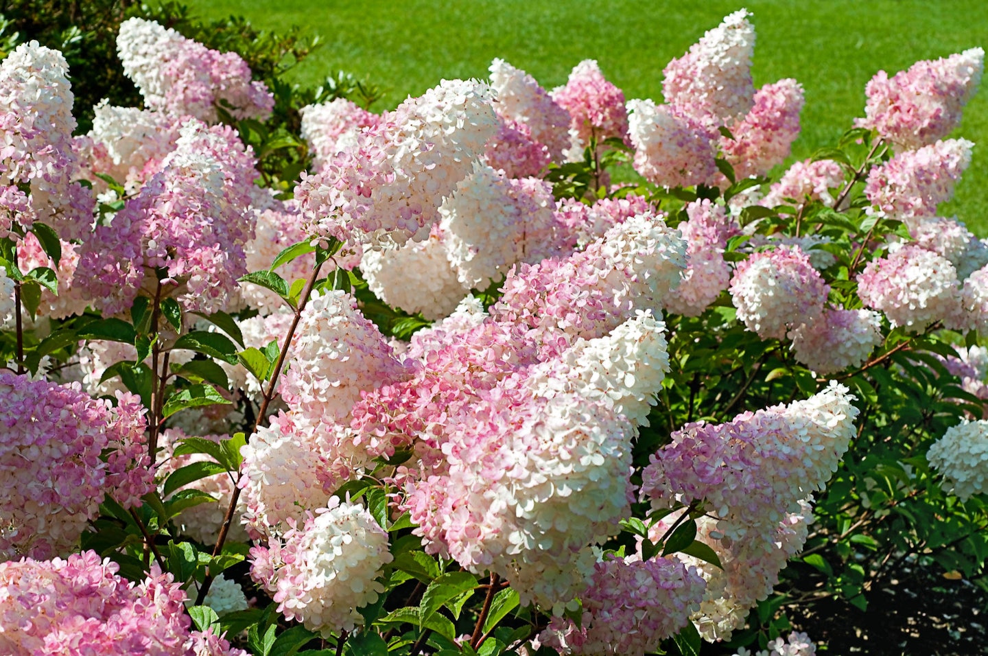 Hydrangea paniculata ‘Vanille Fraise’ 