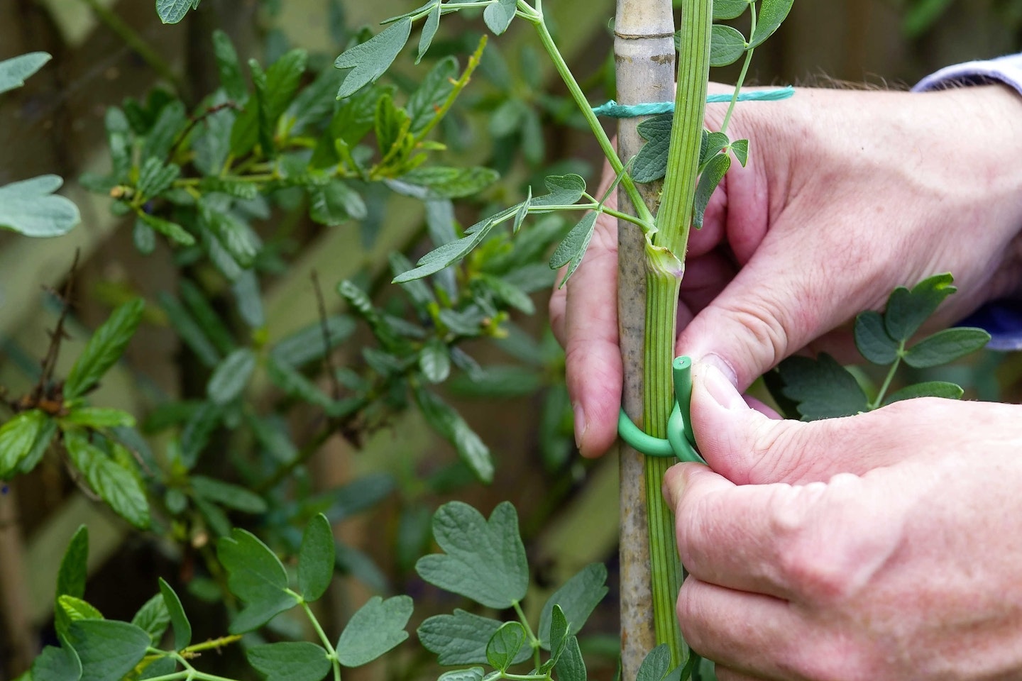 Four ways to cope with wind damage