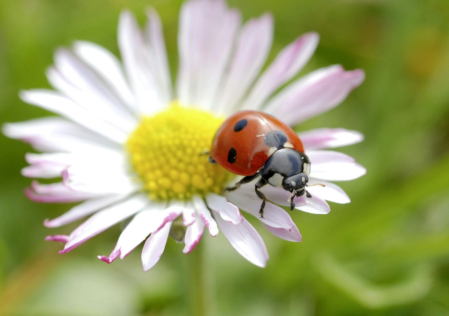 Ladybirds
