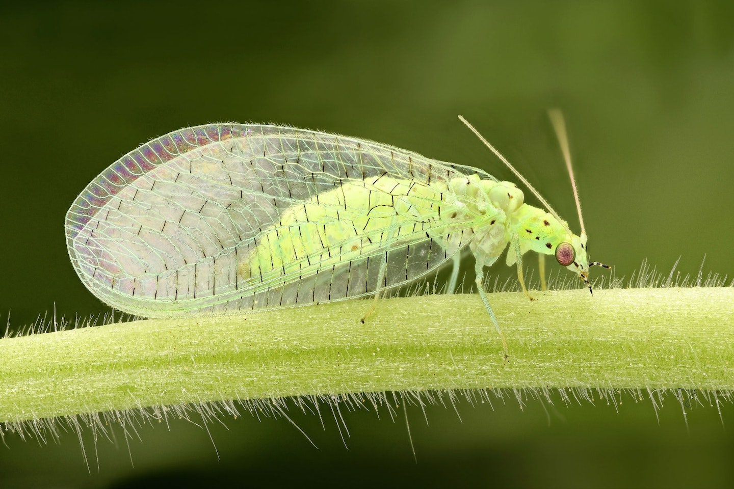 Lacewings