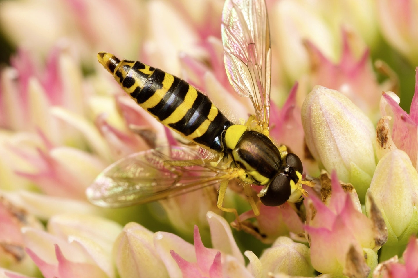 Hoverflies