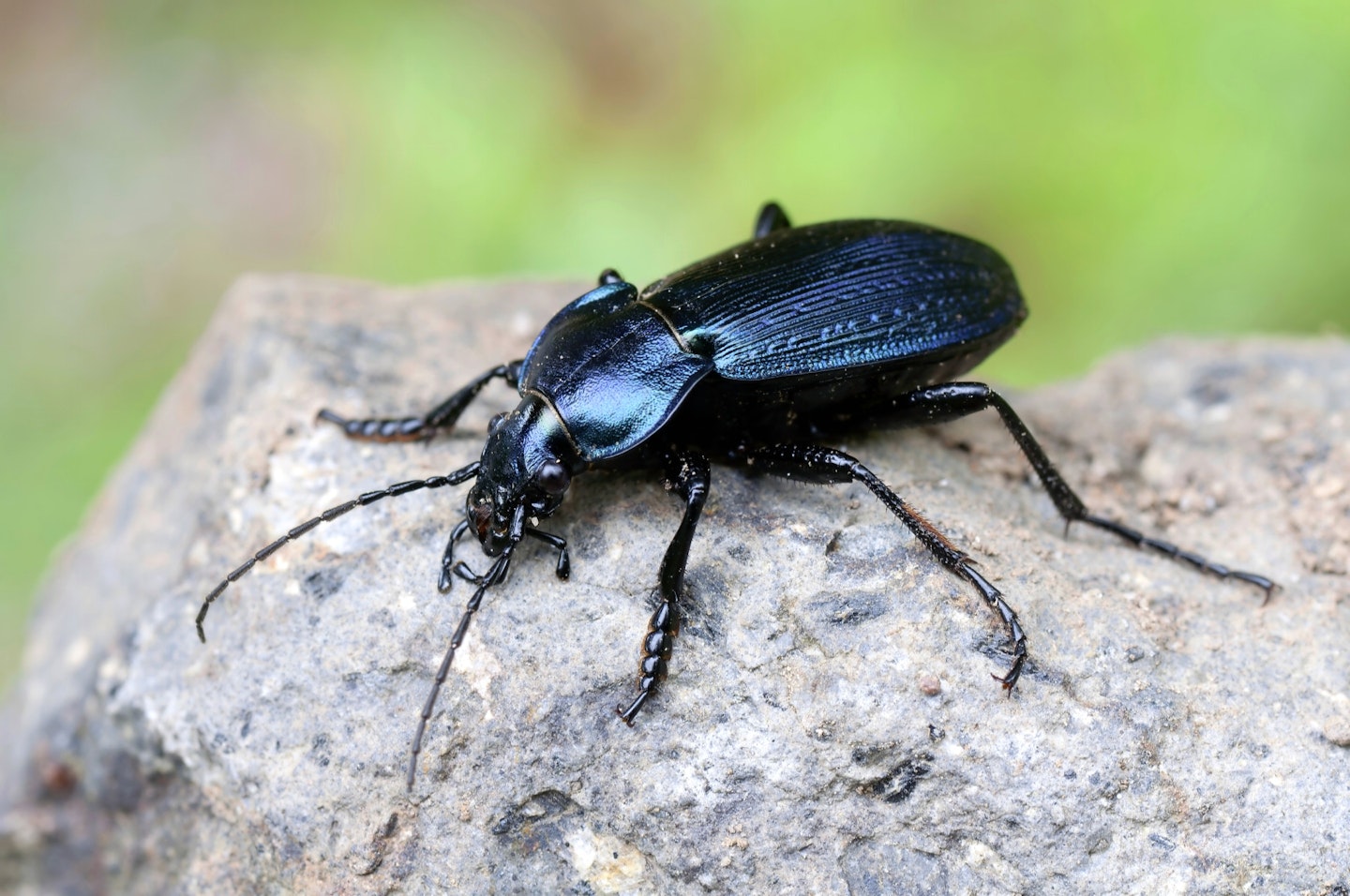 Ground beetles