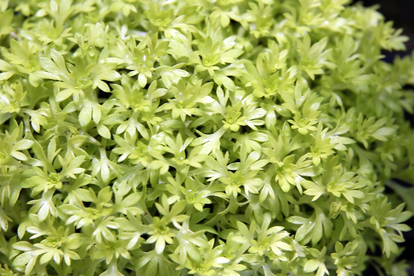 Saxifrage Cloth of Gold