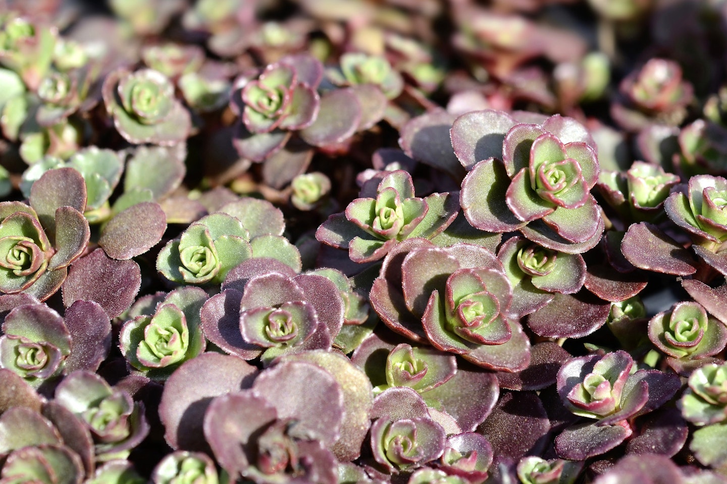 Sedum spurium Schorbuser Blut