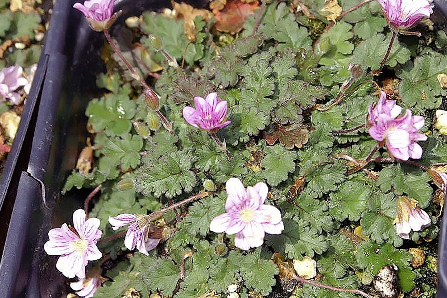 Erodium variabile Flore Pleno