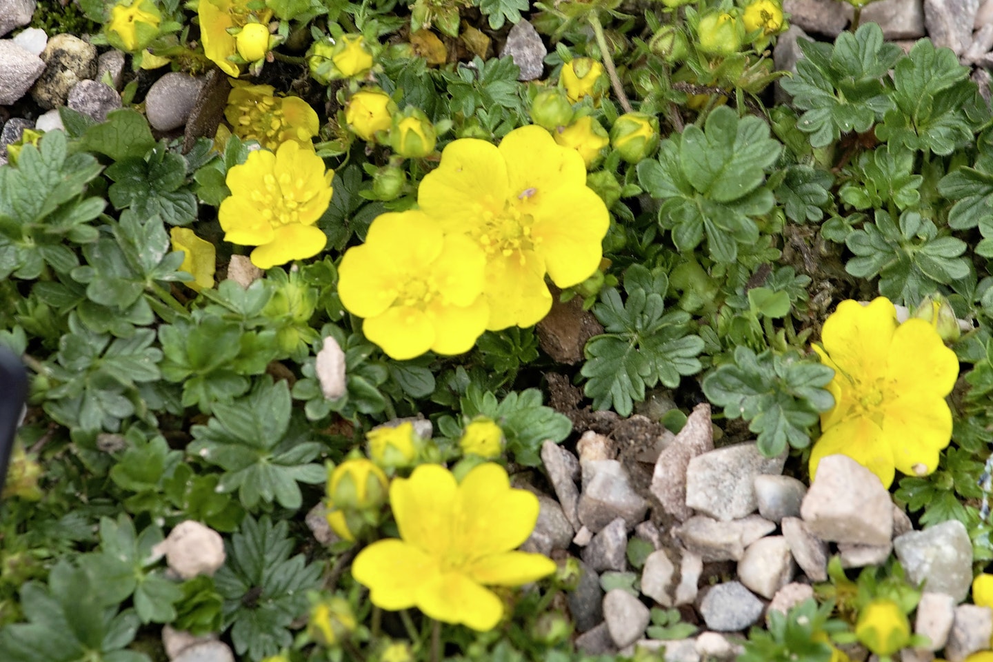 Potentilla neumanniana Nana