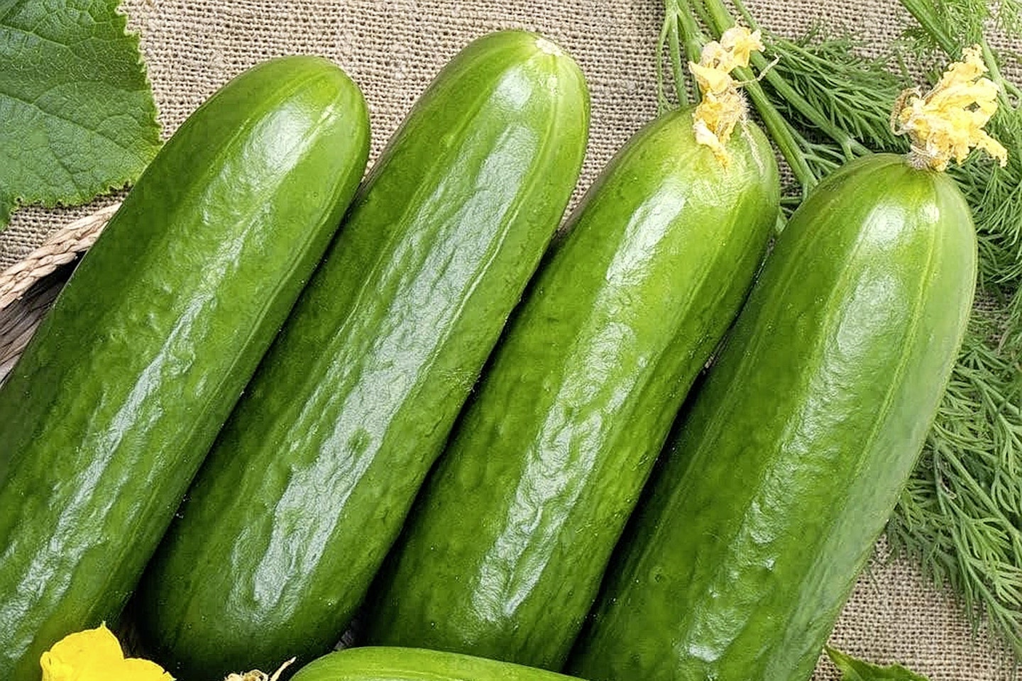 Cucumber La Diva
