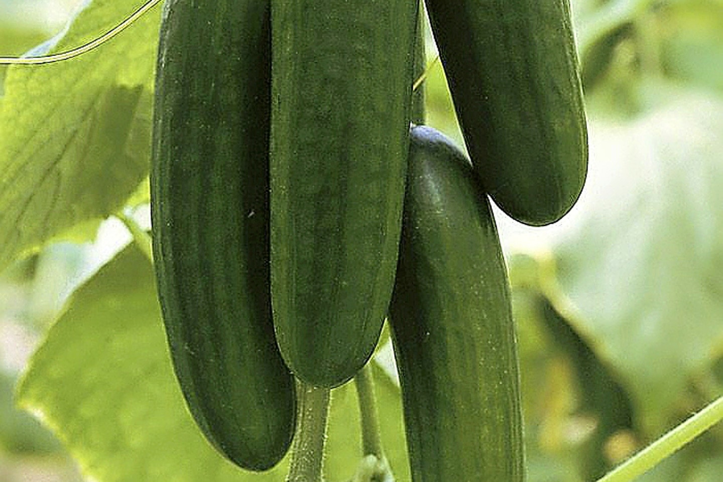 Cucumber Picolino