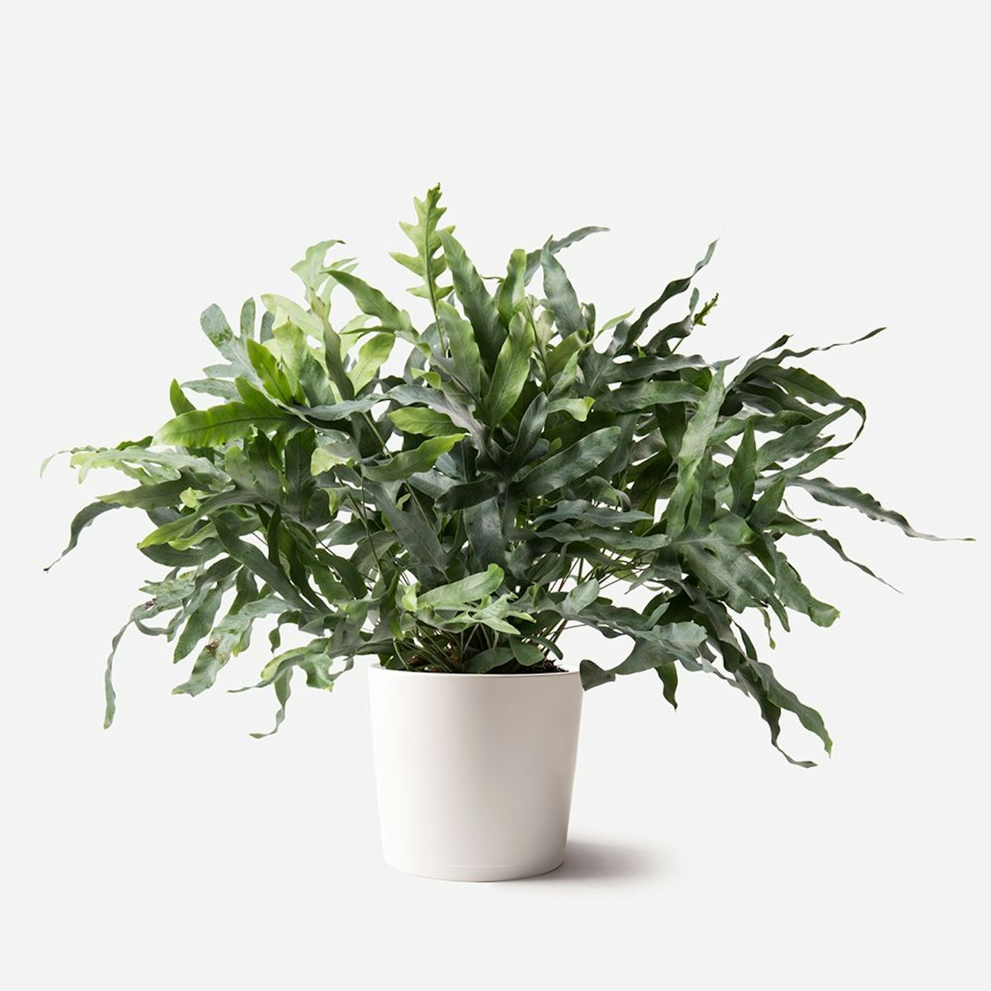 flowerbx fern